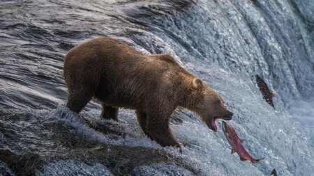 Alaska jogger dragged 100 yards by bear in terrifying predawn attack near driveway