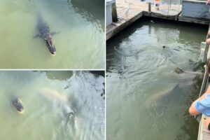 Sharks and alligators bizarrely spotted swimming together in South Carolina: video