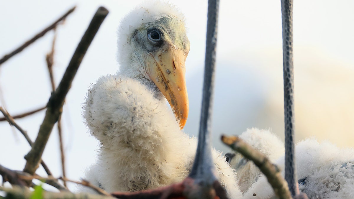 Baby wood stork in Florida nest