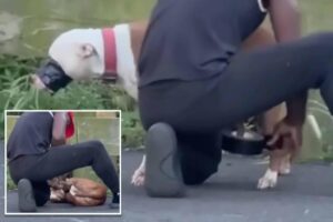Sicko caught on camera duct-taping dog at Queens park arrested — but cut loose after arraignment
