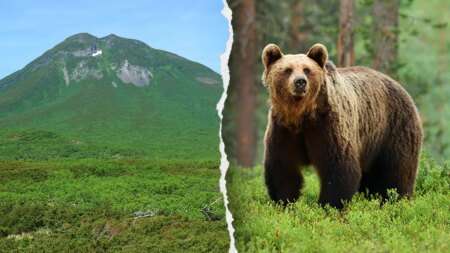 Hiker’s friend watches in horror as brown bear drags man into bushes on mountain: report