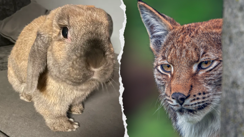 Zoo’s request for donations of pets to be fed to predatory animals draws PETA blowback