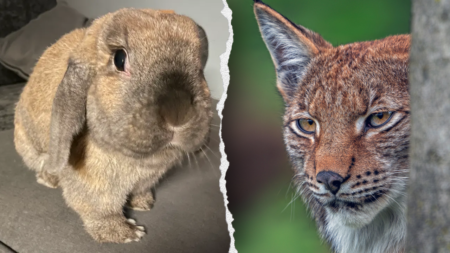 Zoo’s request for donations of pets to be fed to predatory animals draws PETA blowback
