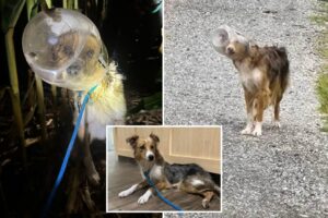 Dog named ‘Dallas Cheddar’ rescued after spending days with head stuck in cheese ball bucket: video