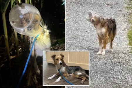 Dog named ‘Dallas Cheddar’ rescued after spending days with head stuck in cheese ball bucket: video