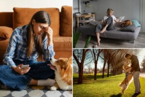 Here’s how dog owners adapt to the summer heat for their furry friends: survey