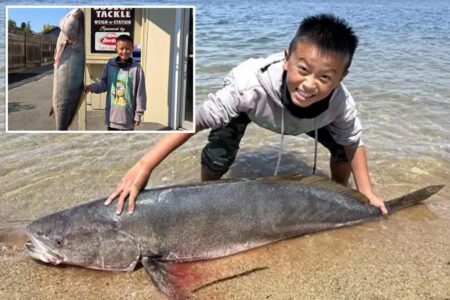 Fin-tastic feat! 13-year-old boy hauls in 64-pound sea bass, could smash world record