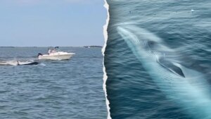 Boat collision with whale sends passenger overboard, kills 20-foot marine mammal