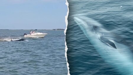 Boat collision with whale sends passenger overboard, kills 20-foot marine mammal