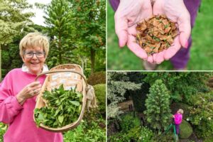Retired couple’s prehistoric ‘money tree’ produces first-ever seeds worth over K