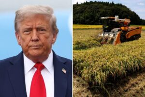 Trump demand for Japan to buy more US rice snagged trade talks: report