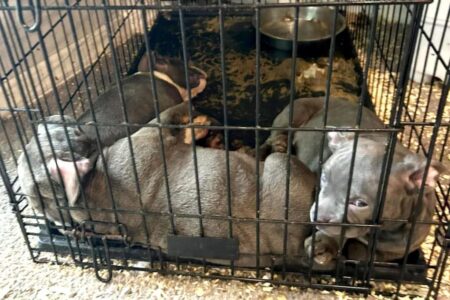 Long Island drug dealer and girlfriend subjected puppies to horrific conditions as he peddled fentanyl: DA