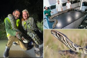 Florida man catches 87 invasive pythons in a month, awarded K through state incentive system