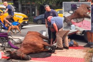Carriage horse dies on NYC street in horrifying scene — nearly three years to the day distressed Ryder collapsed