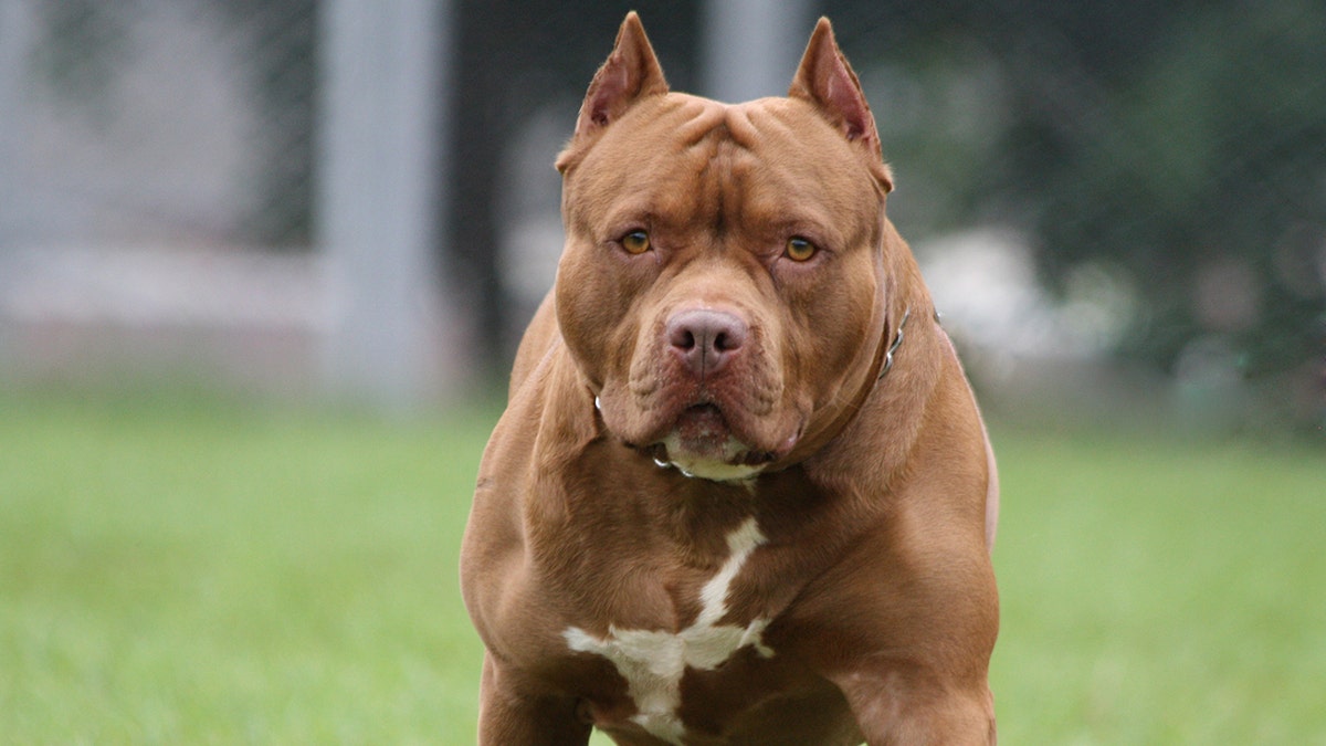 Pitbull Dog, Photo took in Heredia Costa Rica