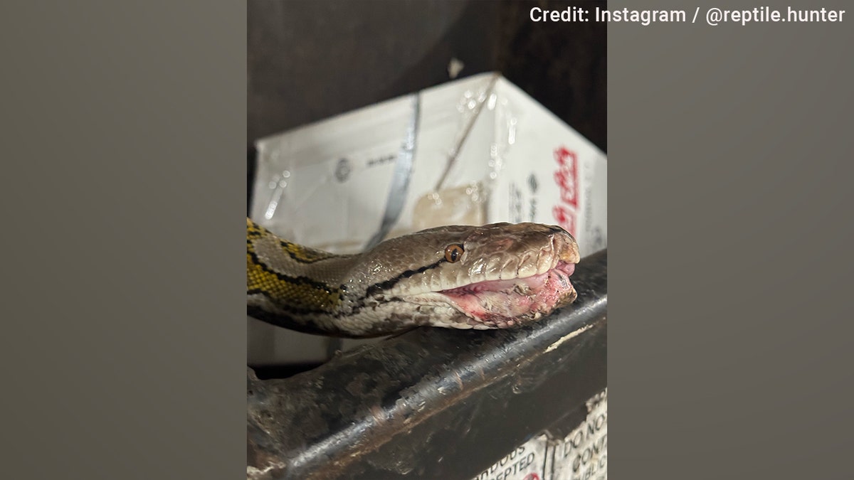 A local reptile hunter sprang into action to remove a 16-foot python from an apartment building dumpster in Los Angeles, noting the reptile had likely been abandoned there by a previous owner.