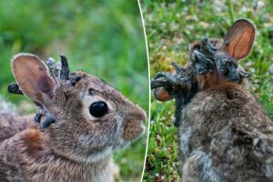 Freaky ‘Frankenstein’ rabbits have been spotted in these 2 states: ‘They’re all over here’