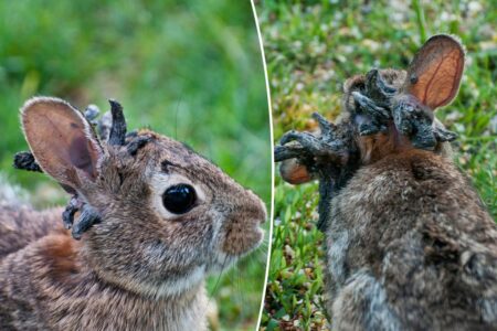 Freaky ‘Frankenstein’ rabbits have been spotted in these 2 states: ‘They’re all over here’