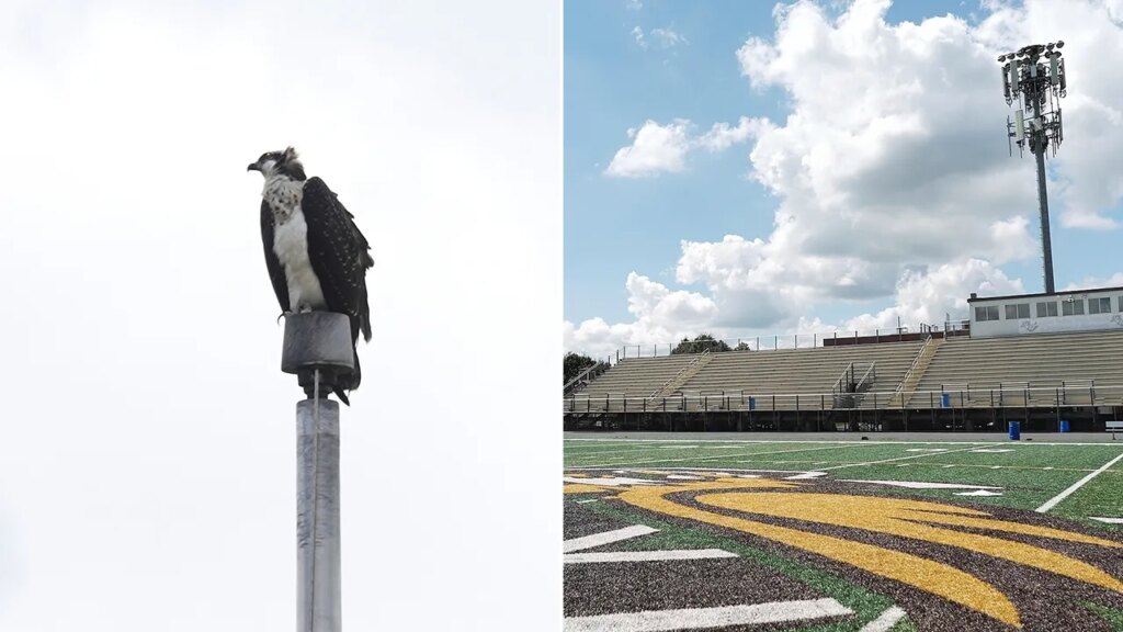 Federally protected birds force high school football team to rearrange schedule