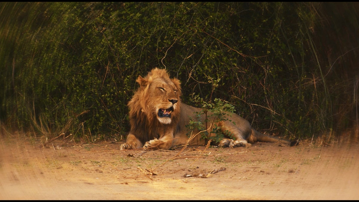 A lion roaring.
