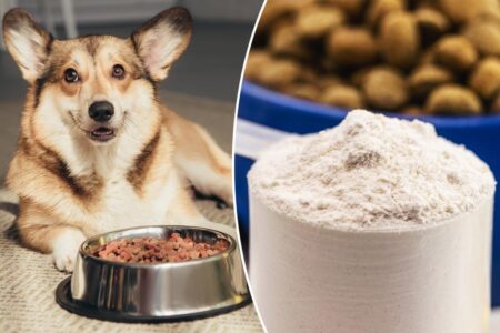 Aunt blames niece for accidentally eating dog food as family chaos ensues