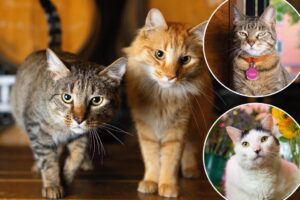 Meet NYC’s hardest working felines, living in bookstores, antique shops and even an iconic hotel