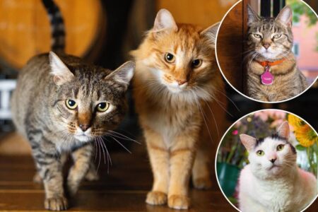 Meet NYC’s hardest working felines, living in bookstores, antique shops and even an iconic hotel