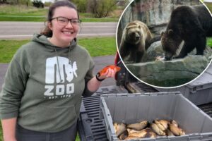 Pet goldfish are ruining lakes after heartless owners dumped them there — but a local zoo has a grisly solution