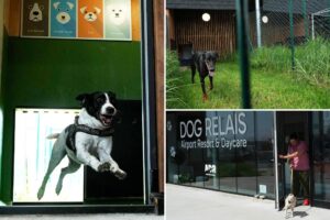Rome’s airport launches luxurious dog hotel with pampering services
