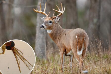 Outbreak of viral deer-killing disease prompts alarm, warning to meat eaters