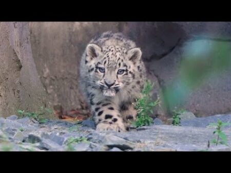 Watch an adorable snow leopard cub take her first steps outside at UK zoo