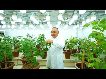 Meet the Uzbek scientist pioneering genetic breakthroughs in cotton, wheat and global food security