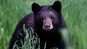 Arkansas man, 72, mauled by 70-pound bear, hospitalized with ‘extensive’ injuries