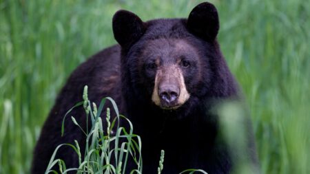 Arkansas man, 72, mauled by 70-pound bear, hospitalized with ‘extensive’ injuries