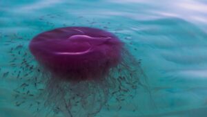 Surge of rare jellyfish sightings across multiple beaches stumps experts