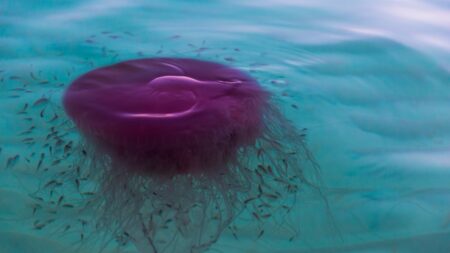 Surge of rare jellyfish sightings across multiple beaches stumps experts