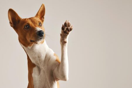 Here’s how the solar eclipse affects dogs —and how to use the cosmic energy to optimize training