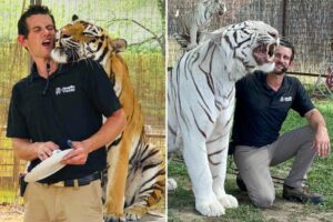 Tiger handler and ‘Joe Exotic associate’ fatally mauled at Oklahoma preserve