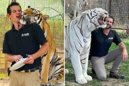Tiger handler and ‘Joe Exotic associate’ fatally mauled at Oklahoma preserve