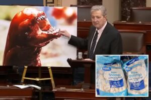 GOP Sen. John Kennedy warns that eating radioactive shrimp could make you ‘grow an extra ear’ or turn into an ‘alien’