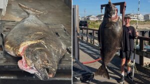 New Hampshire teen reels in 177-pound halibut, could set record