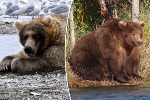 Alaskan brown bears to duke it out for ‘fattest’ bear title in 11th annual national park competition