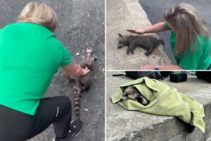 Drunken raccoon’s life saved by nurse performing CPR after nearly drowning in moonshine