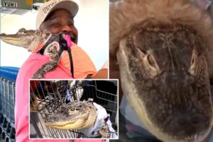 Pennsylvania emotional support alligator banned from Walmart — after receiving ‘VIP treatment’ at restaurants