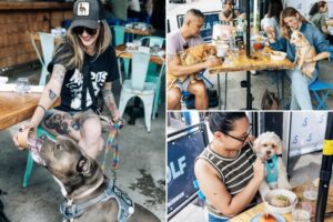 Exclusive | NYC restaurant is going to the dogs with new man’s best friend-only menu boasting ‘human-grade’ ingredients