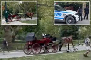 Carriage riders jump out of speeding buggy as Central Park horse runs wild: video