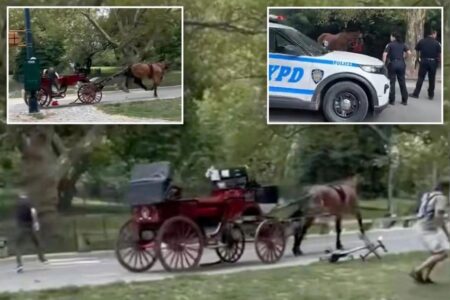 Carriage riders jump out of speeding buggy as Central Park horse runs wild: video