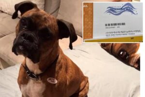 California dog mom facing felony charges for registering her pooch to vote, casting 2 ballots