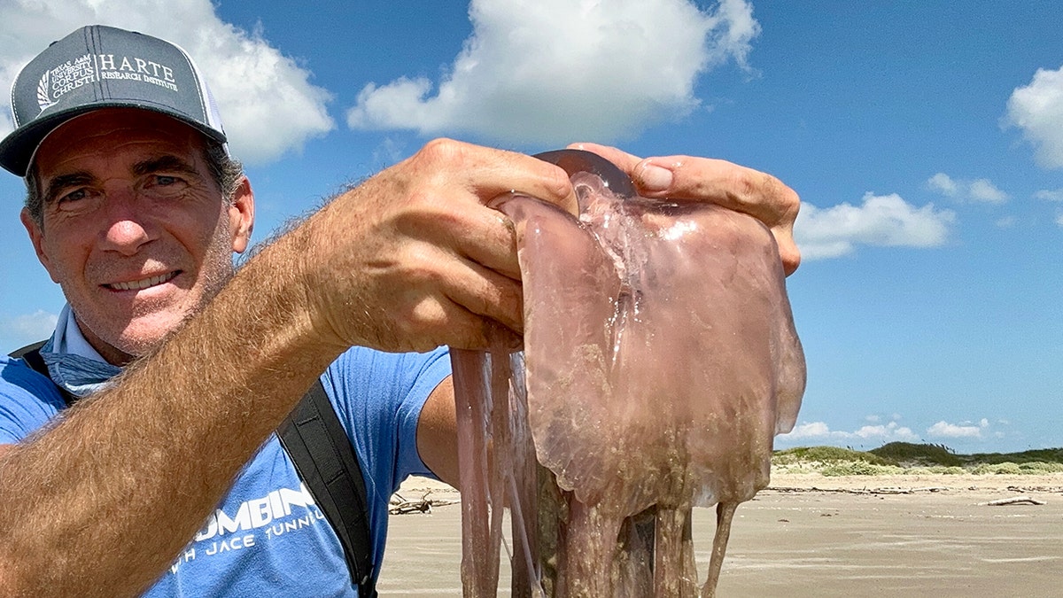 Jace Tunnell, Harte Research Institute at Texas A&M University-Corpus Christi, holding a pink meanie jellyfish in his hands
