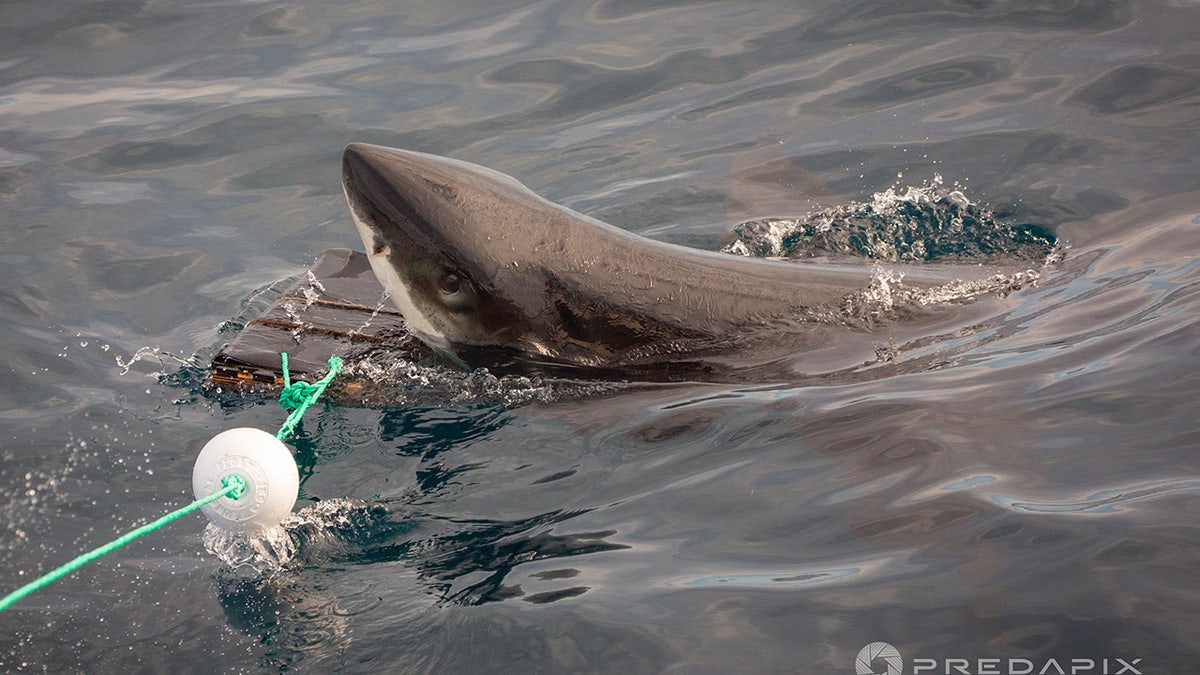 Shark biting wetsuit material